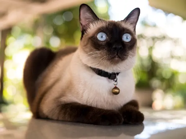 View of Feline Leukemia Virus (FeLV) in Cats: Vaccine, Signs, & More